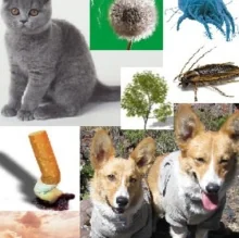 Foto de Dr. Eric César Velázquez Rivera, Alergología e Inmunología Clínica en Ciudad de México